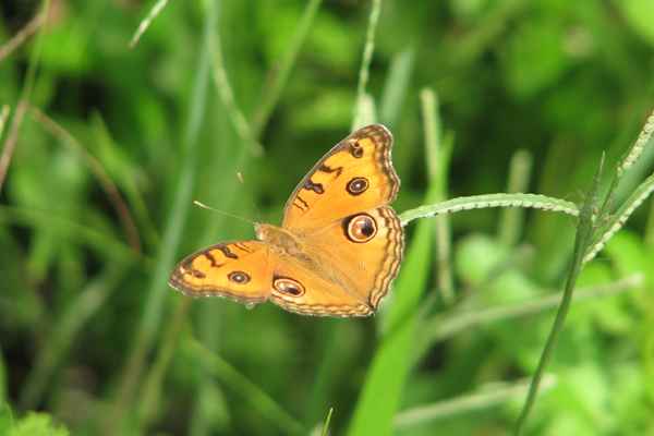 Gorumara National Park Tour Packages