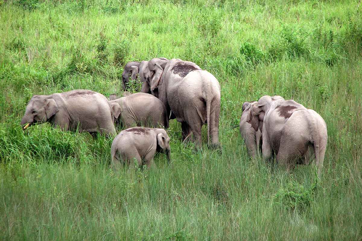 Buxa Tiger Reserve Tour Packages