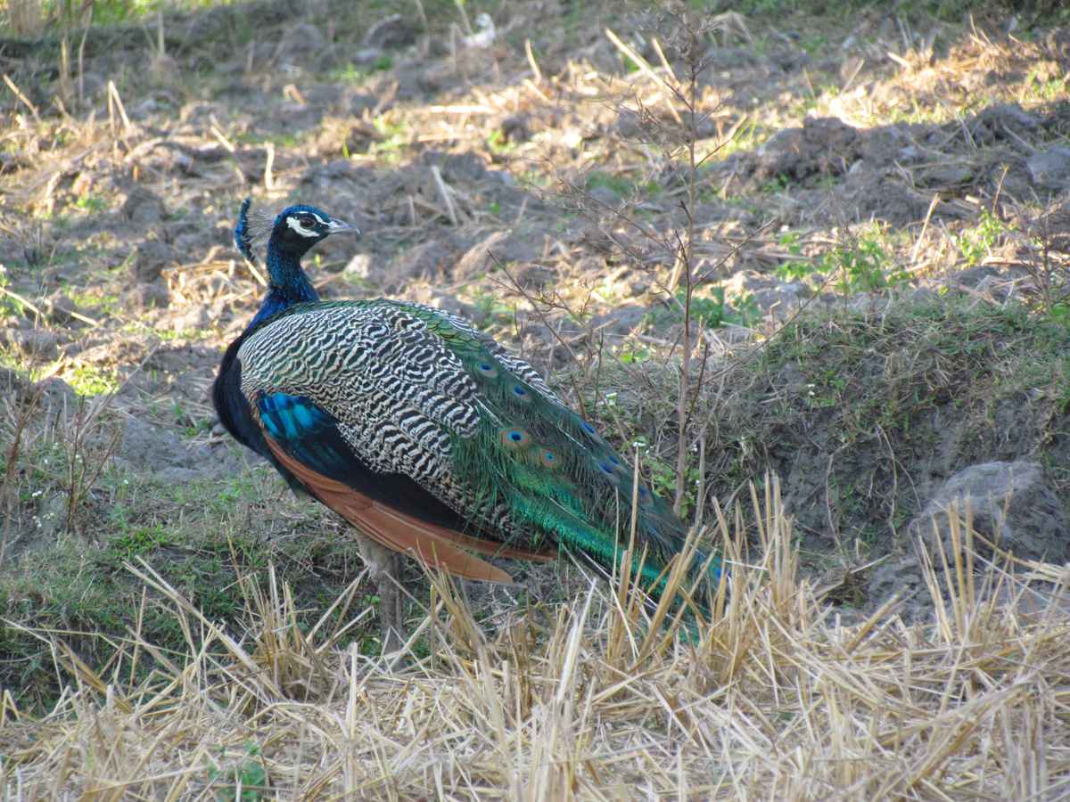 Jaldapara-Murti Tour  Packages